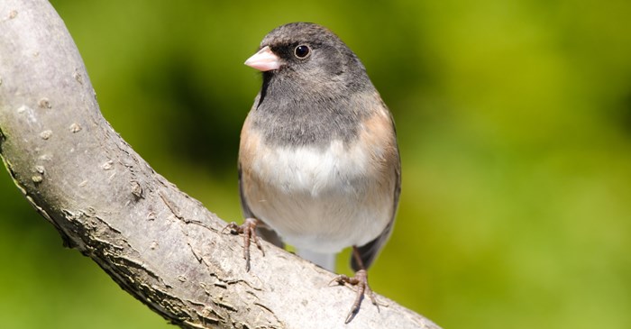 Dark-eyed Junco on Branch with Green Background