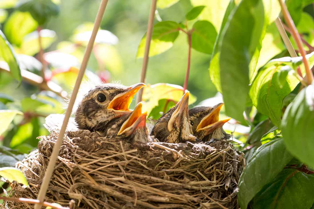 The Truth Behind Springtime Nesting Myths Lyric Wild Bird Food