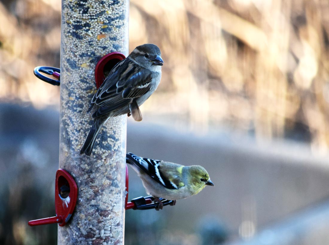 Attract More Birds to Your Feeder Lyric Wild Bird Food