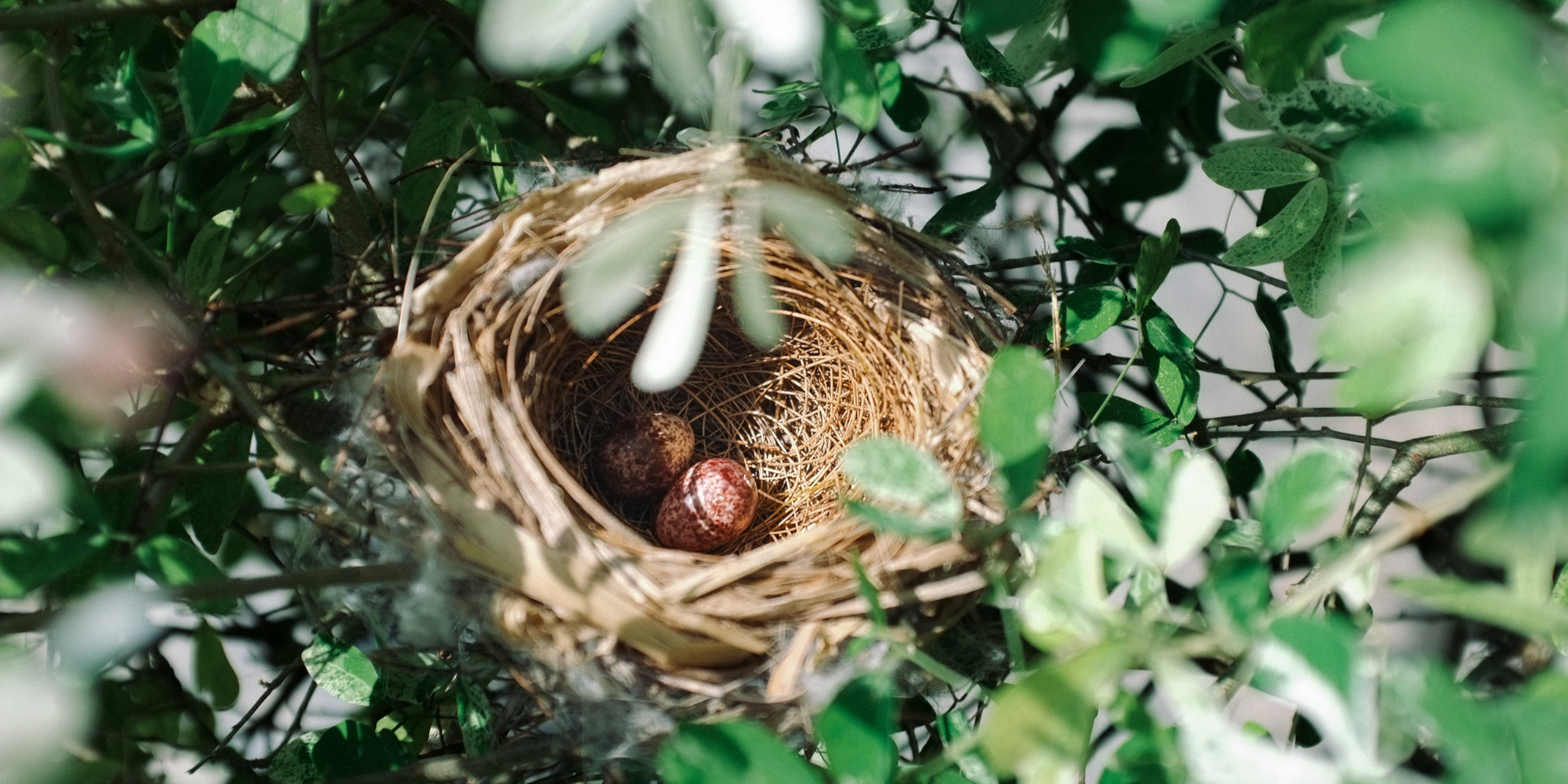 Bird nest with speckled eggs in a green tree