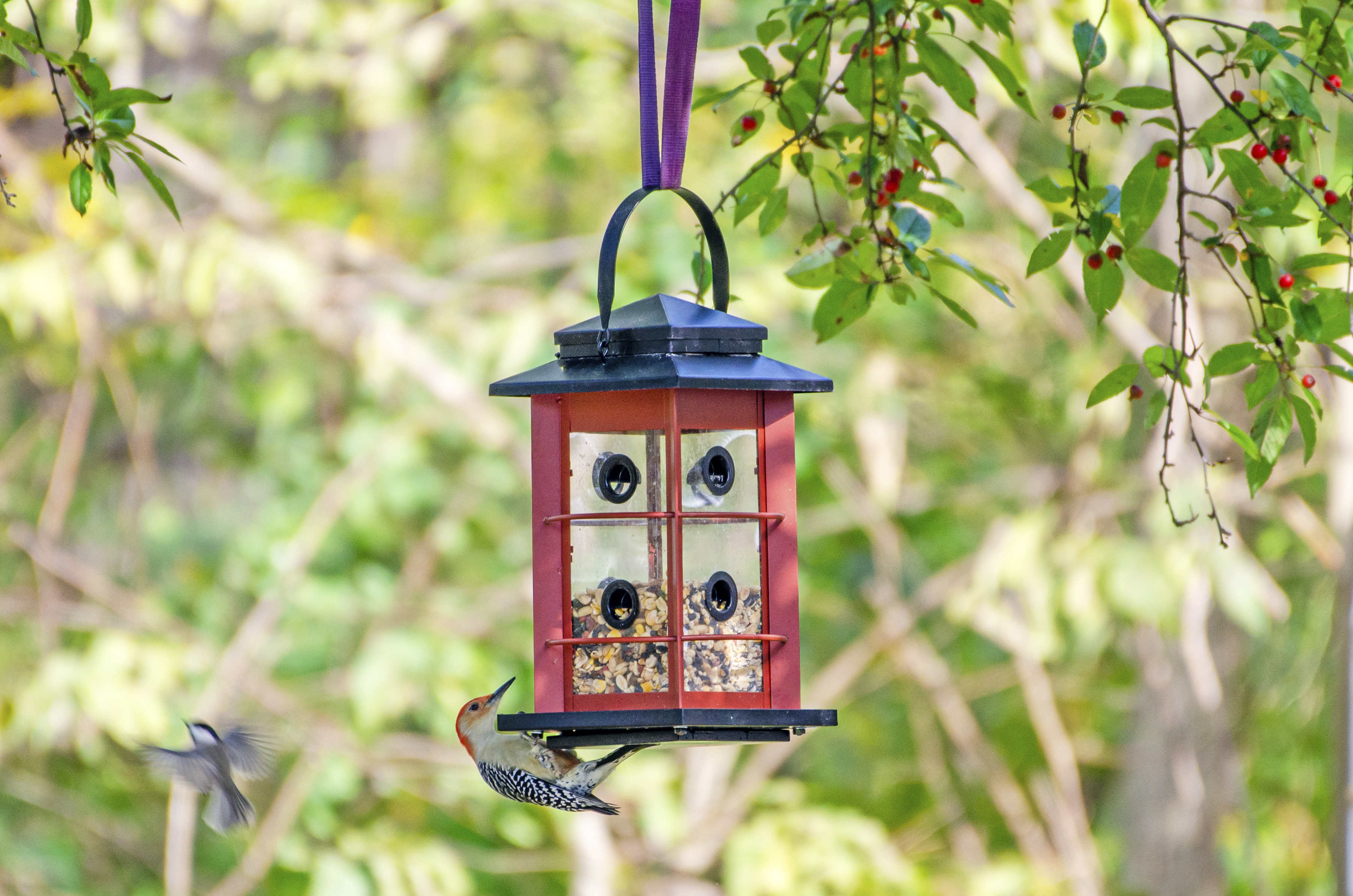 Red-bellied Woodpecker on feeder with Lyric Fruit & Nut