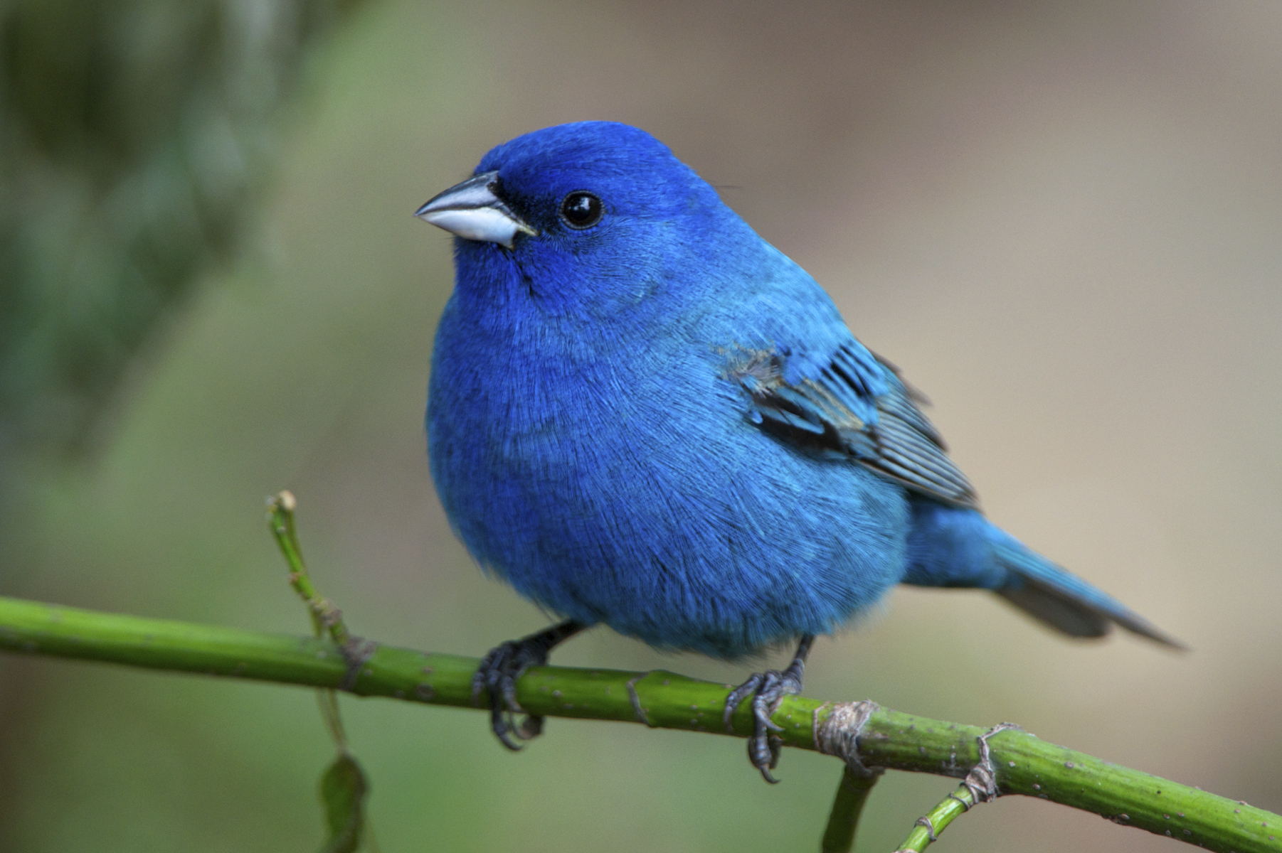 Indigo Bunting Lyric Wild Bird Food