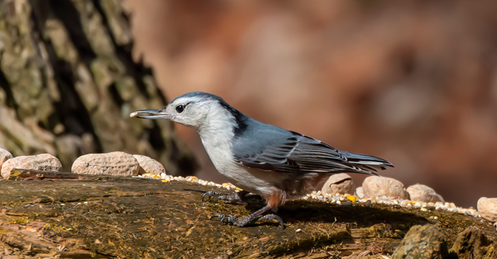 White-breasted Nuthatch holding a seed in its beak